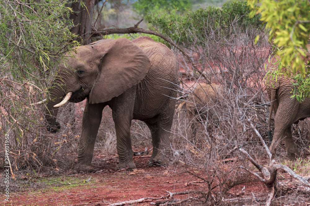 Spying the elephants in Kenya