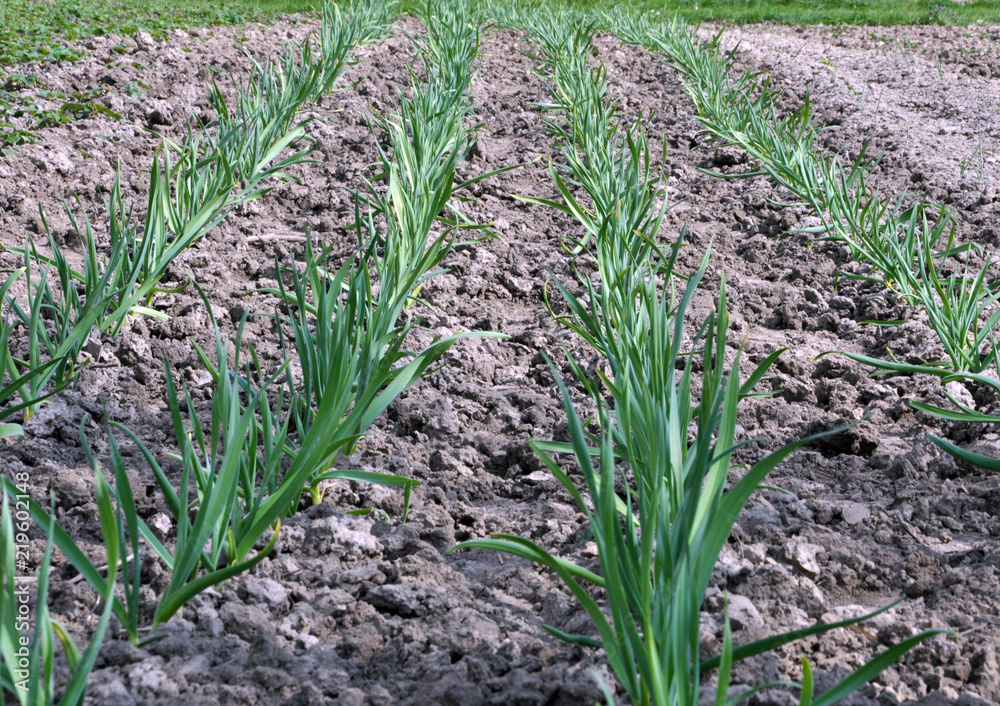 The young garlic grows in the ground The young garlic grows in the ground