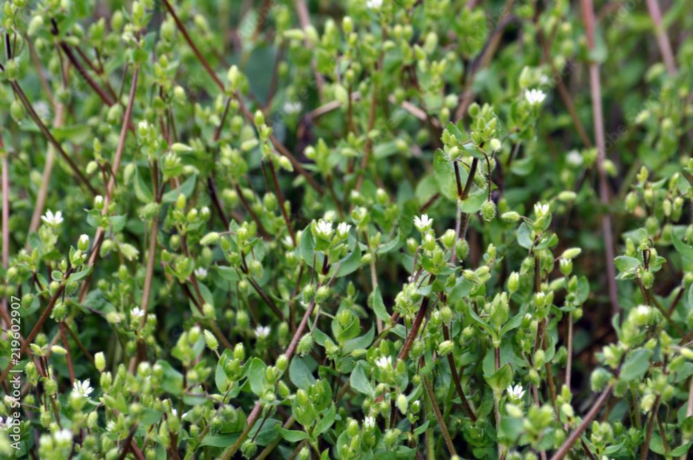 Stellaria media as a weed Stellaria media as a weed