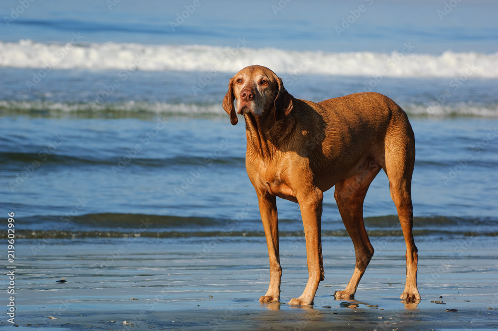 Vizsla dog outdoor portrait standing on ocean beach Vizsla dog outdoor portrait standing on ocean beach