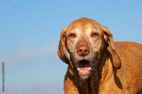 Vizsla dog outdoor portrait against blue sky 