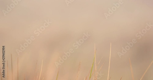 Ichu Grass in Andes Mountains, Peru photo