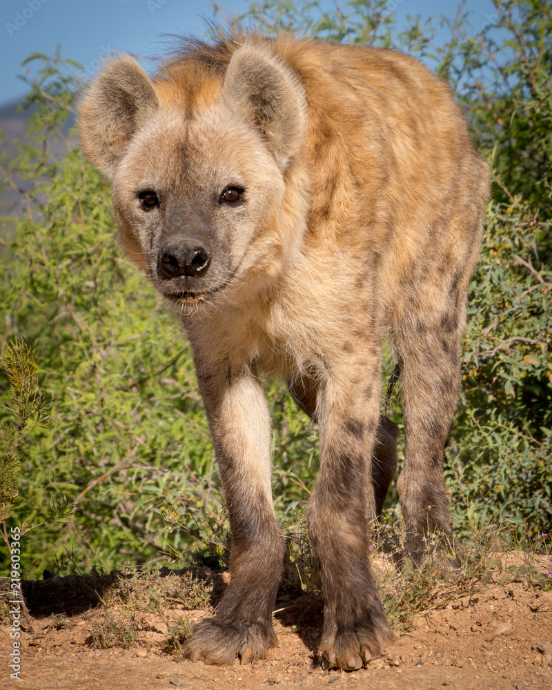 Hyena Hyena