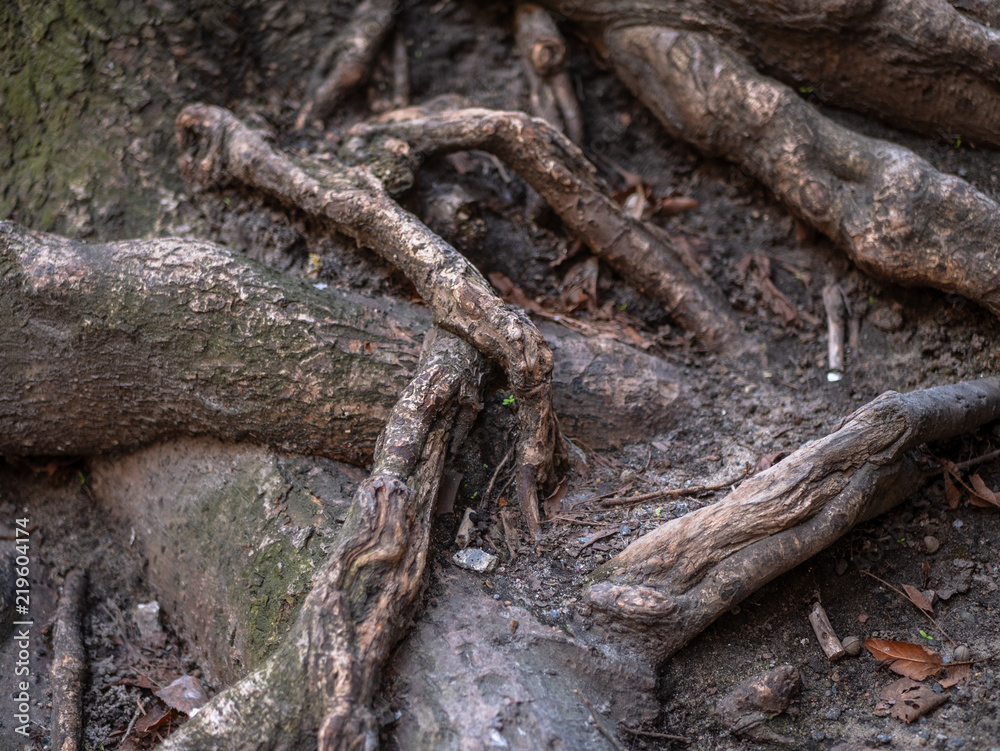 Overlapping dense tree roots detail texture