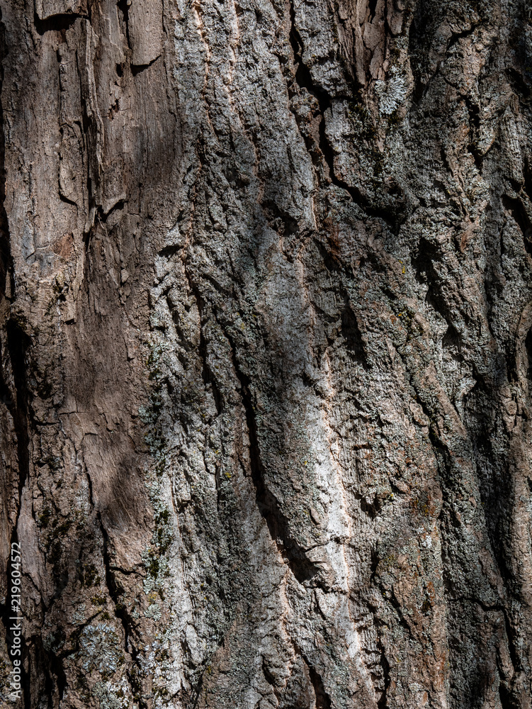 Texture detail of tree bark