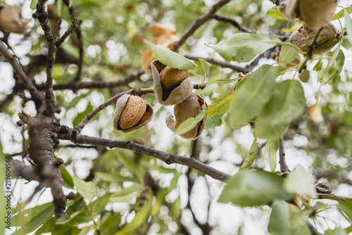 Ripe almonds on the tree.