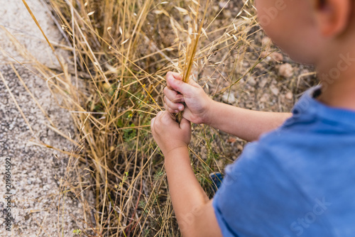 Child walking through the countryside and taking grass