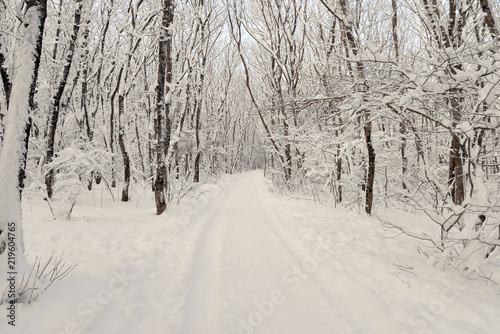 Winter forest landscape © Maksim