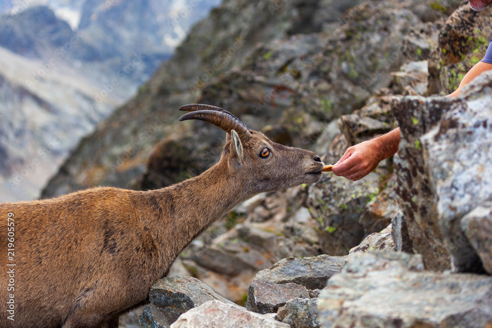 Bouquetin sur la cime du Gélas dans le Mercantour