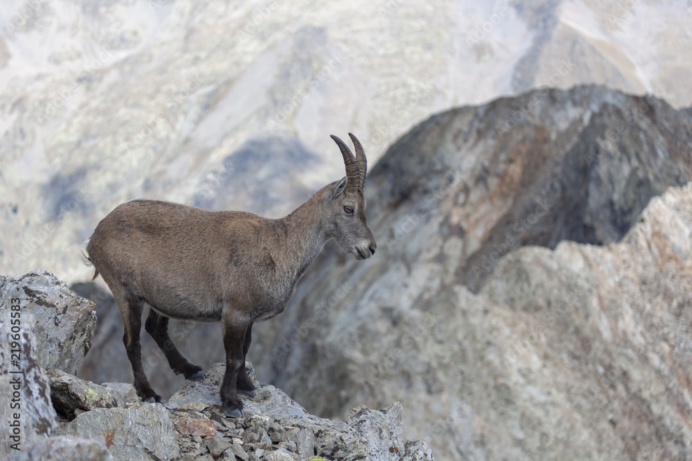 Bouquetin sur la cime du Gélas dans le Mercantour