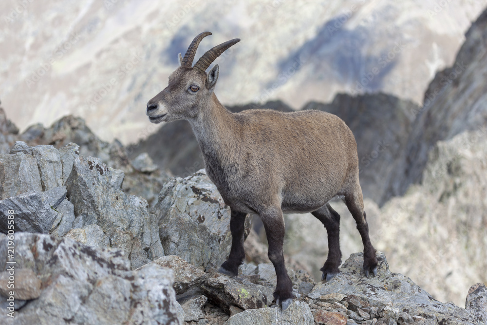 Bouquetin sur la cime du Gélas dans le Mercantour