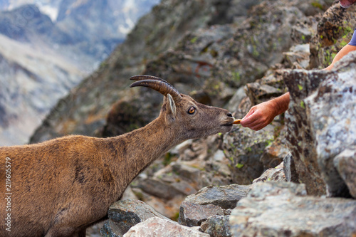 Obraz na płótnie Bouquetin sur la cime du Gélas dans le Mercantour w salonie