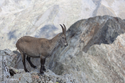 Obraz na płótnie Bouquetin sur la cime du Gélas dans le Mercantour w salonie