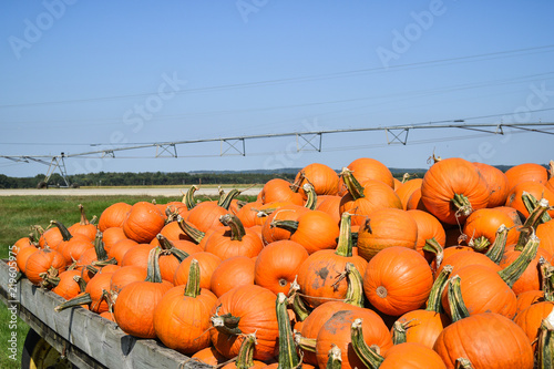 pumpkins ready for sale loaded on a wagon