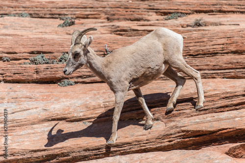 Zion National Park