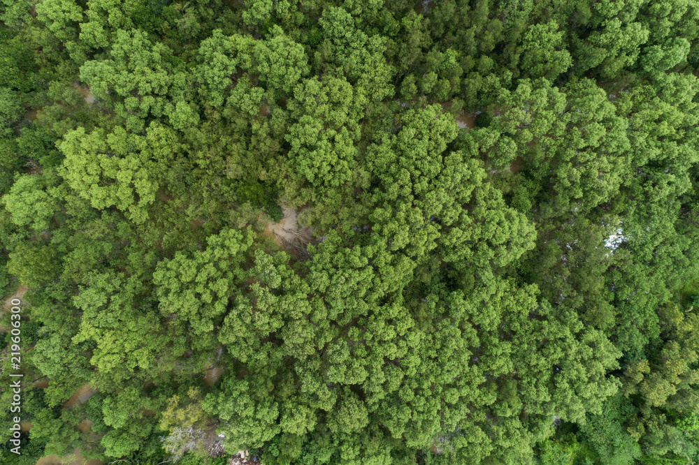 Forest growth trees,nature green mangrove forest backgrounds aerial view drone shot.