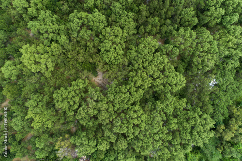 Forest growth trees,nature green mangrove forest backgrounds aerial view drone shot.