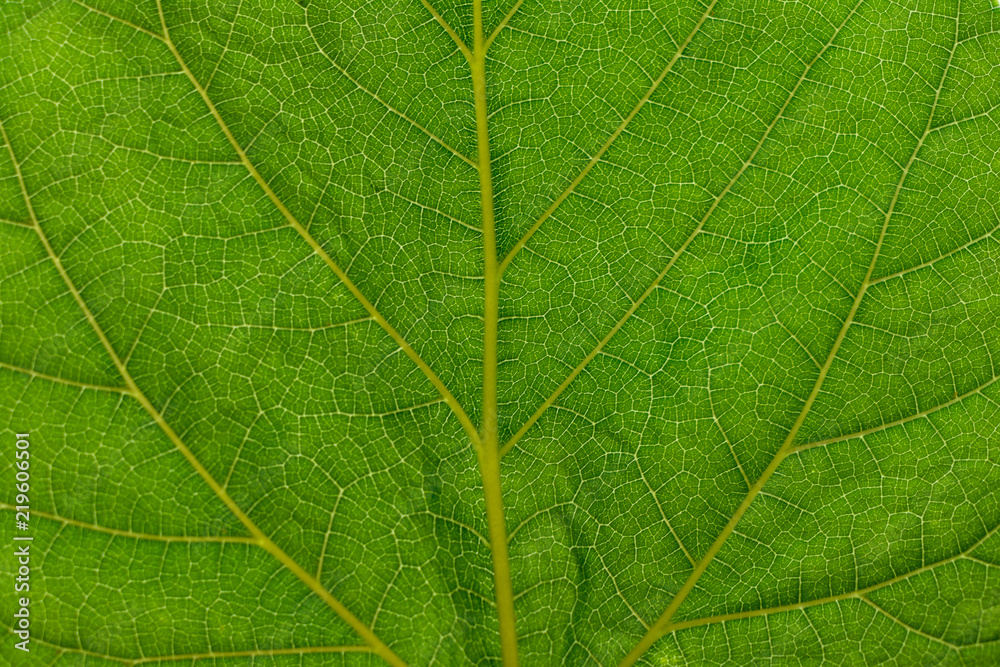 Fototapeta premium background. structural green leaf