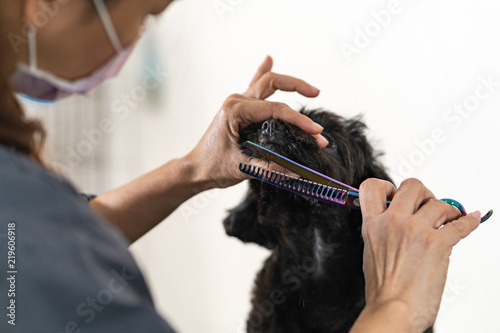 Female groomer cutting hair of small dog at a salon in the beauty salon for dogs