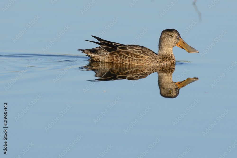 Fototapeta premium Swimming female brown duck in pond