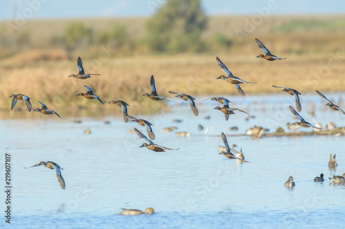 Wild ducks in flight above lake © MikeFusaro