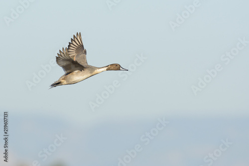 Single pintail duck in flight © MikeFusaro