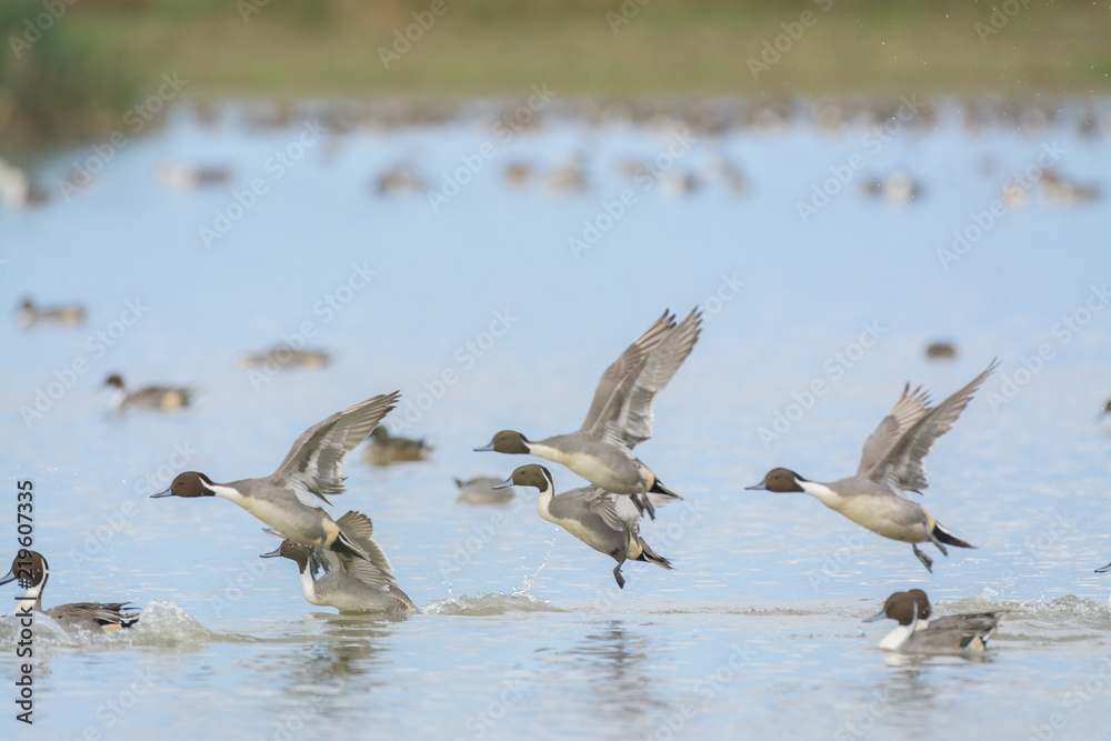 Northern Pintail  Ducks landing on water