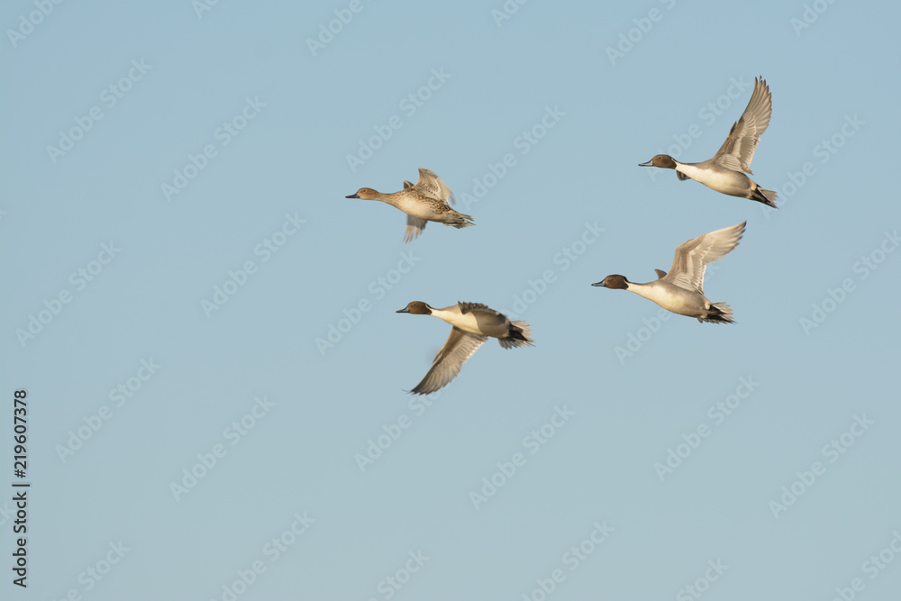 Group of Northern Pintail  flying away