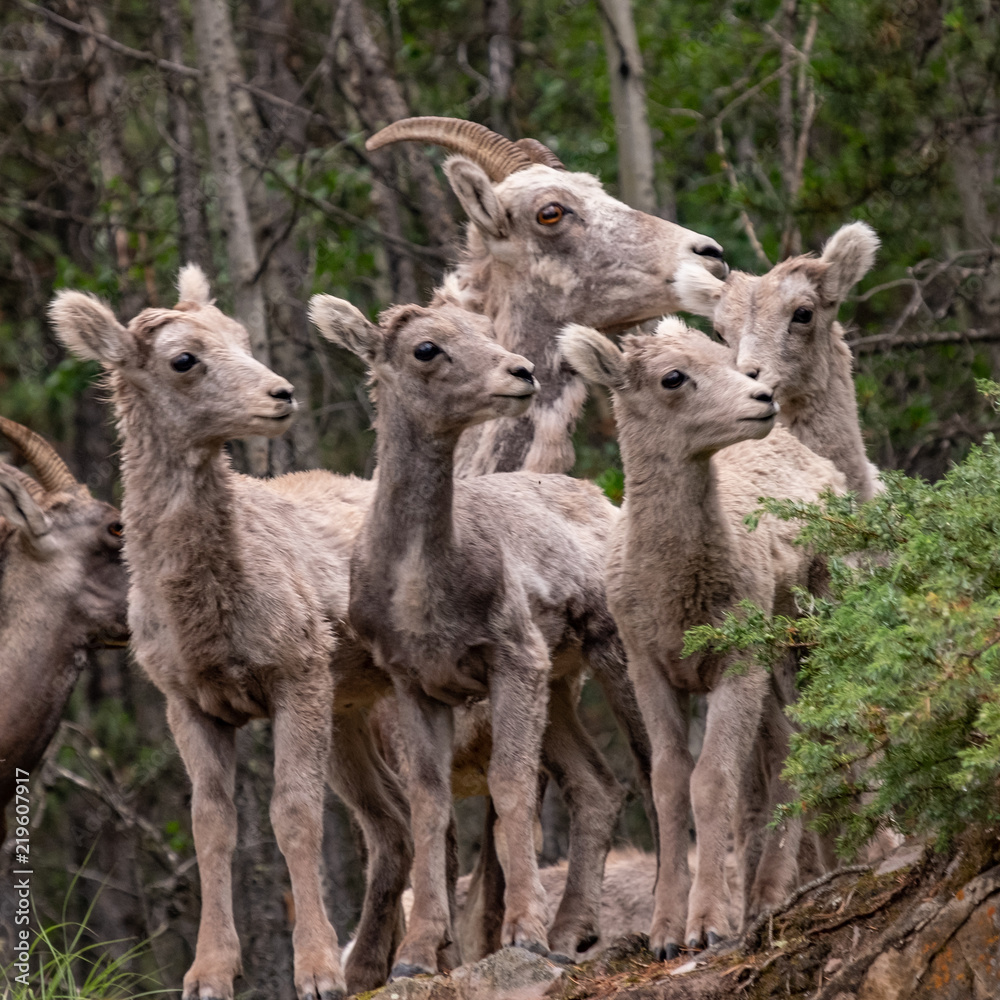 Naklejka premium Mountain Goat 5