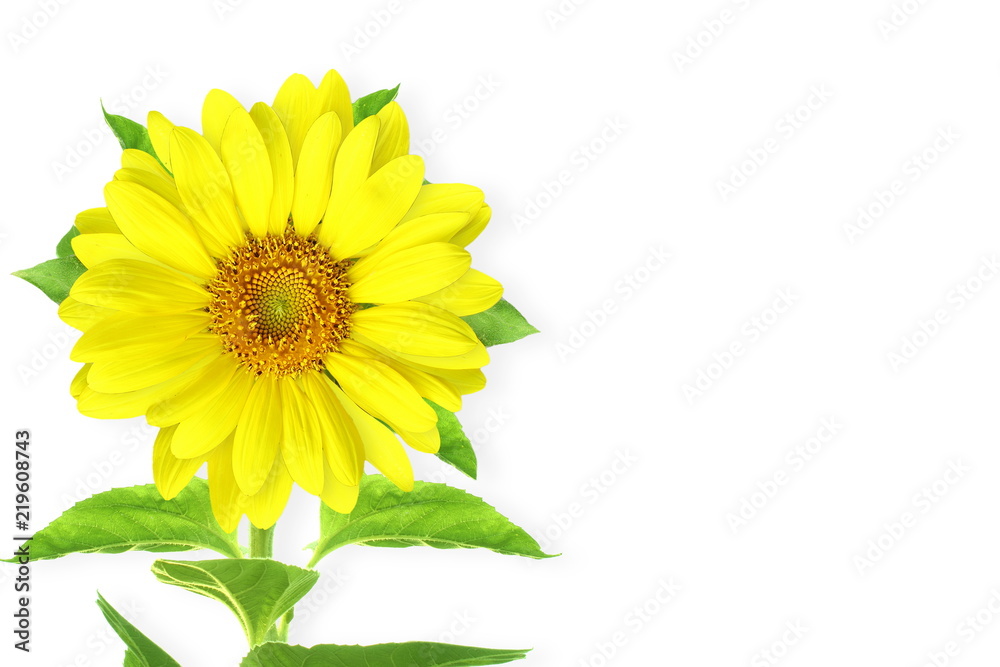 Obraz premium sunflower for nature concept go green concept eco concept background