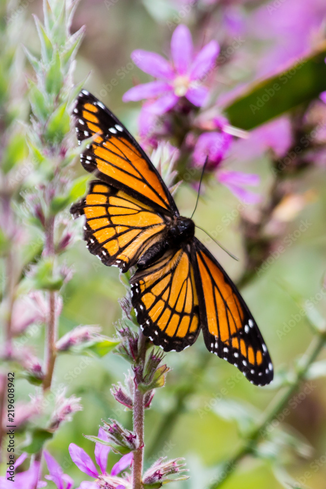 Fototapeta premium A monarch butterfly on a purple loosestrife plant