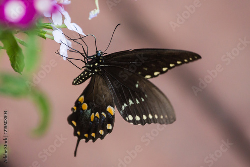 A spicebush swallowtail butterfly on a white impatiens blossom