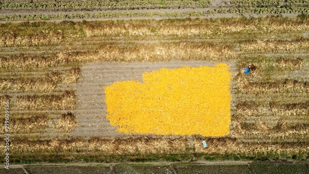 Aerial of drying corn on a field