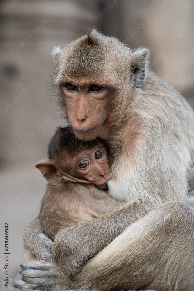 Cute monkey sitting and sucking milk from the mother's breast, which embraced it with pure love. Cute monkey sitting and sucking milk from the mother's breast, which embraced it with pure love.