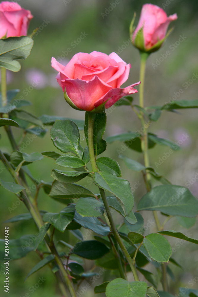 flowering roses in the garden