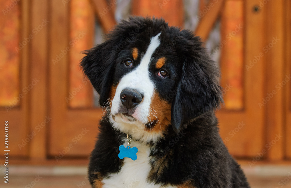 Bernese Mountain Dog puppy portrait by wood front door