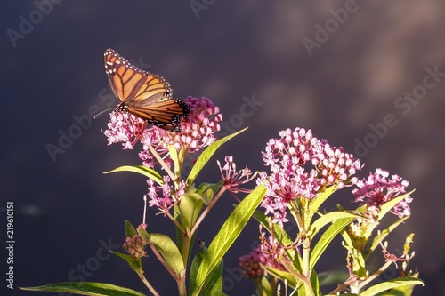Photography A beautiful monarch butterfly feasts on the succulent nectar of swamp milkweed a