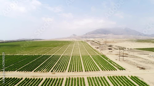 Monocropping of Asparagus in a desert. South America photo