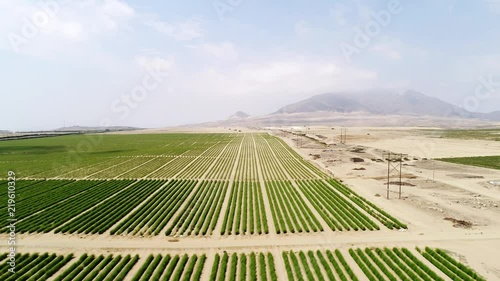 Monocropping of Asparagus in a desert. South America