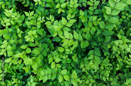 Wallpaper Mural Green bush leaves background, top view Torontodigital.ca