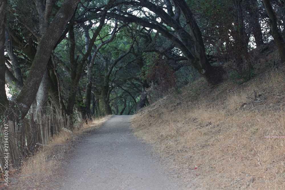 Fototapeta premium Shiloh Ranch Regional Park in southeast Windsor includes oak woodlands, forests of mixed evergreens, ridges with sweeping views of the Santa Rosa Plain, canyons, rolling hills, a shaded creek, and a p