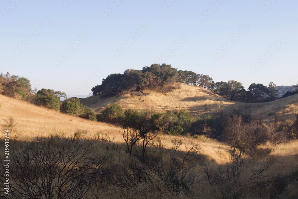 Fototapeta premium Shiloh Ranch Regional Park in southeast Windsor includes oak woodlands, forests of mixed evergreens, ridges with sweeping views of the Santa Rosa Plain, canyons, rolling hills, a shaded creek, and a p
