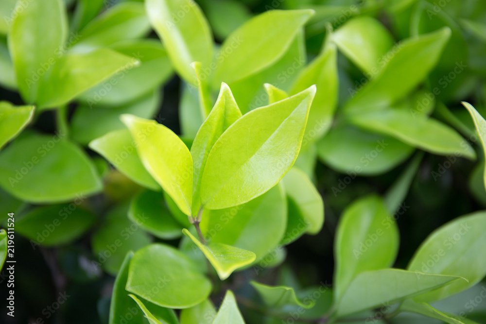 Urban flowerbed shrub leaves closeup background