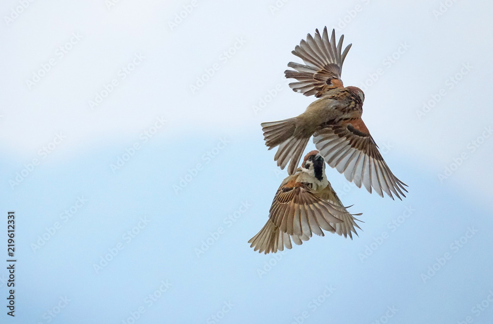 Fototapeta premium 雀