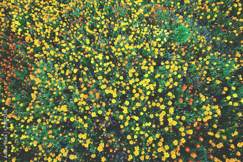 field of small bright yellow flowers, background, texture, toned