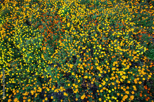 field of small bright yellow flowers, background, texture