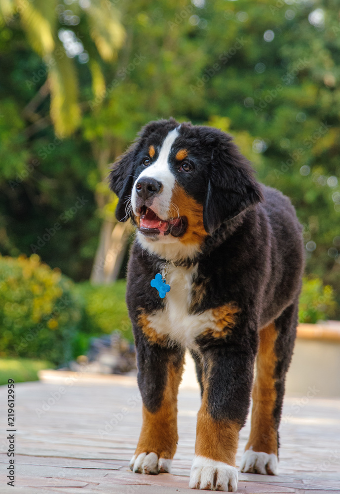 Bernese Mountain Dog puppy outdoor portrait walking up driveway