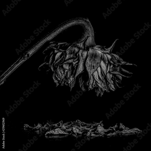 Obraz na plátně Selective focus on wilting sunflower symbolizing end of life- loneliness and sad