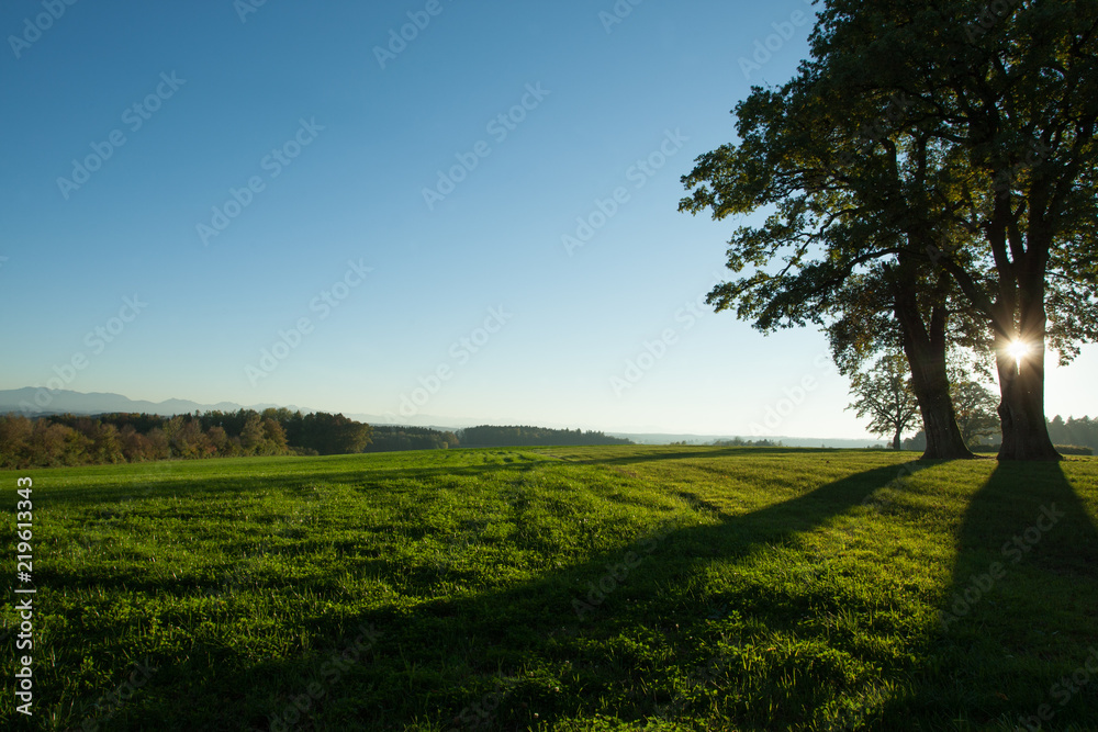 Obraz premium trees on a meadow, sunset, sunrise