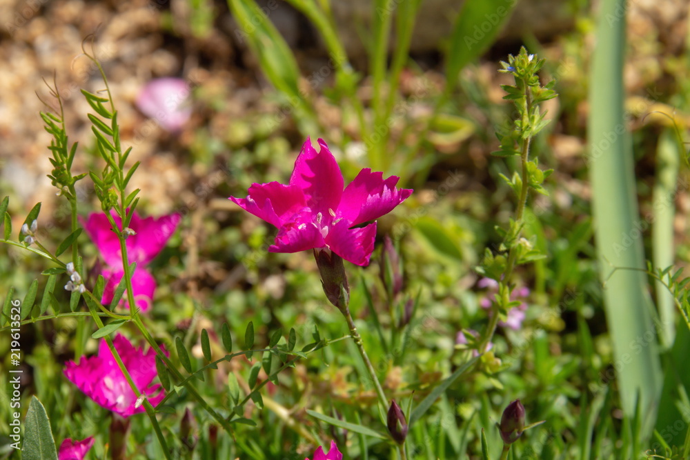 Bright Dianthus pink flowers in the garden Bright Dianthus pink flowers in the garden